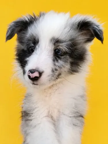 Pastor de shetland filhotes