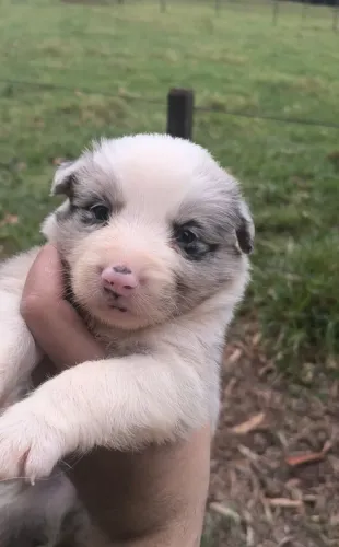MACHO BORDER COLLIE BLUE MERLE