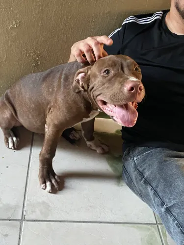 Filhotes de pitbull