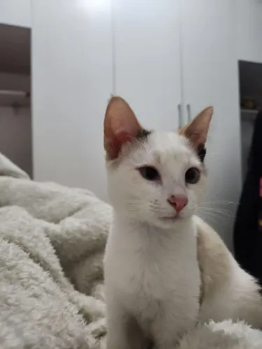 Gata Angorá