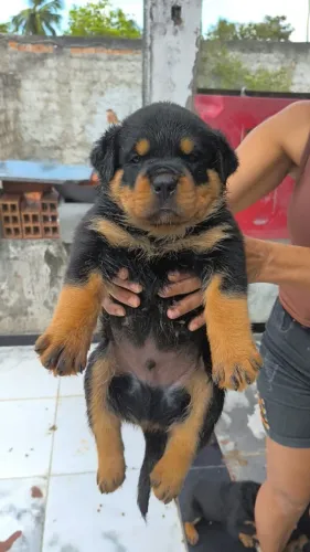 Filhotes de Rottweiler Porte Grande