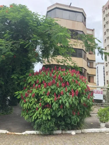 Apartamento alto padrão 4 dormitórios - Higienópolis