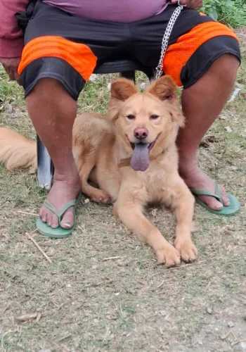 Doação de chow chow 
