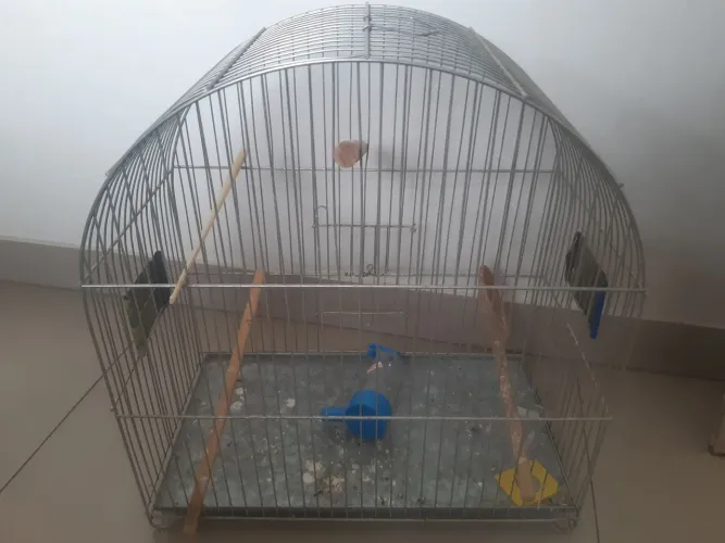 Gaiola de calopsita de calopsjta e papagaio. Seminova. 80,00 mais detalhe meu contato wh9