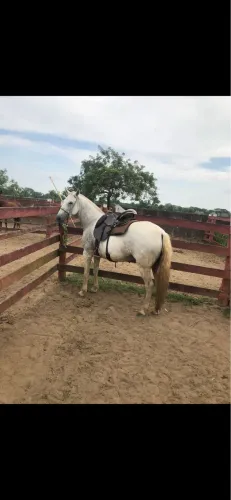 Vendo Égua Mangalarga