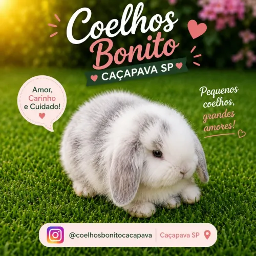 Coelho mini lop uruguaio megpie 