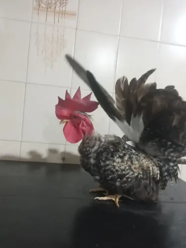 Vendo esses lindos galos garnise Nagasaki