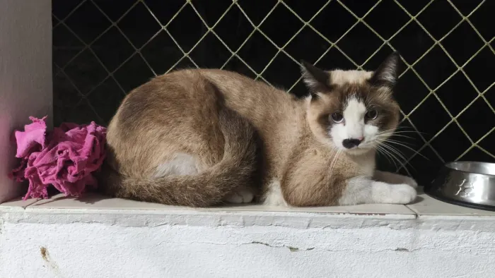 Doação responsável Gato