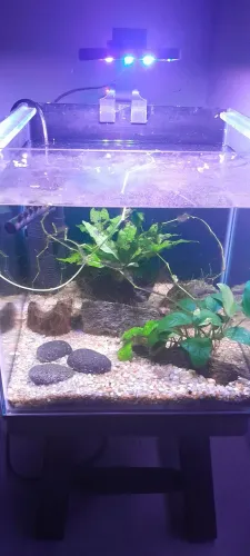 Vendo aquário nano plantado low tech 
