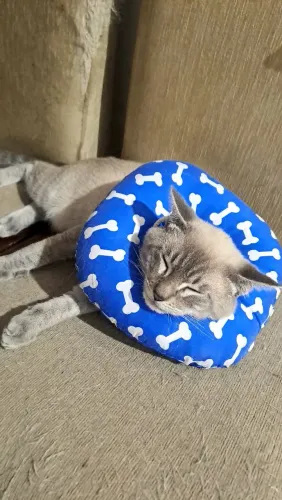 Adote Davi (7 meses, já castrado)