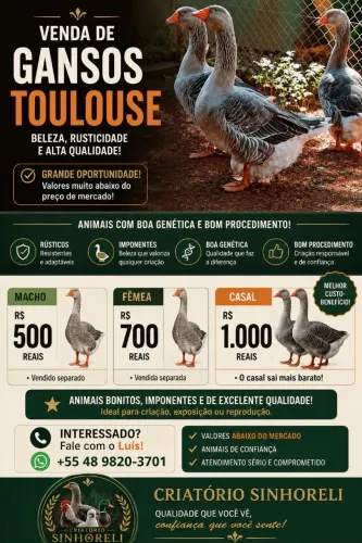 Ganso Toulouse casal ou individual