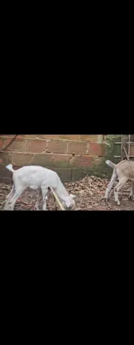 Cabra e dois cabritinhos