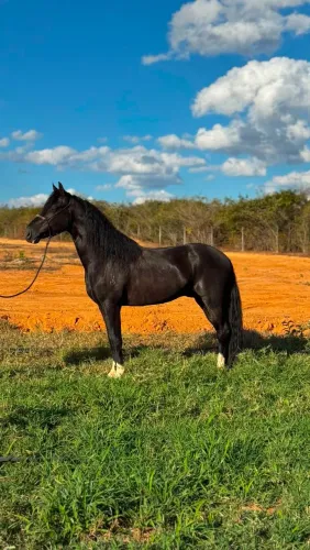 Cavalo mangalarga preto com registro na parcelinha