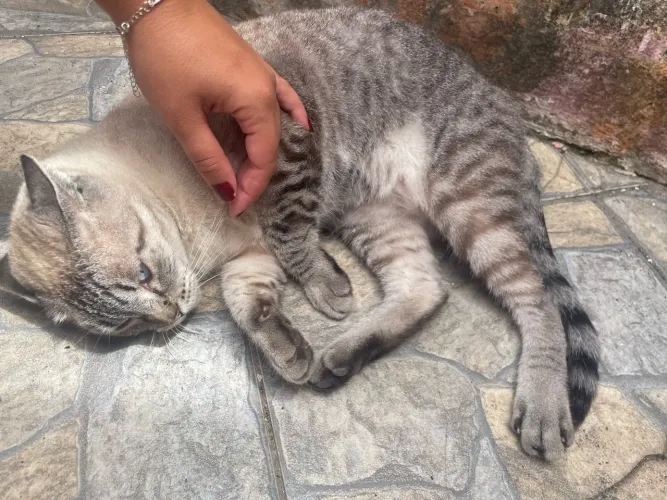 Gata pra doação
