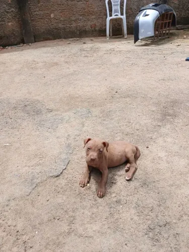 Vende-se pitbull puro filhotes