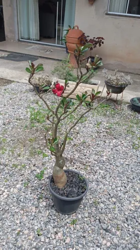 Rosa do deserto