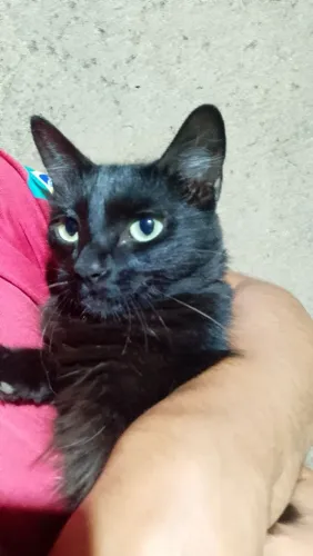DOAÇÃO DE GATA PRETA - 2 anos