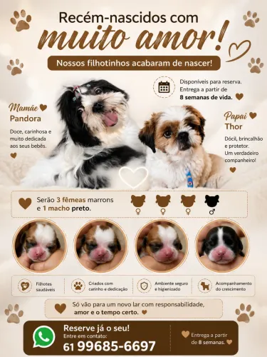 Vende-se Filhotes de Shih Tzu mine