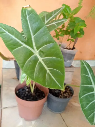 Alocasia no vaso pequeno