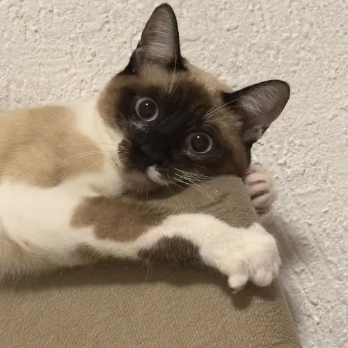 Doação de gato