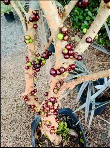 Jabuticaba produzindo Criciuma.sc.