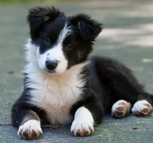 Border Collie Filhote inteligente