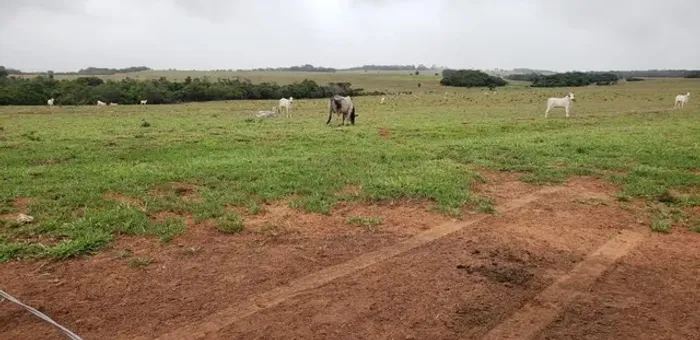 Fazenda de 246 alqueires em Itiquira-MT