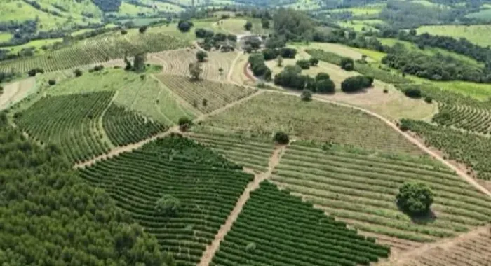 FAZENDA PRODUTIVA À VENDA - CAFÉ E PECUÁRIA | 55 ALQUEIRES