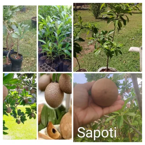 Mudas e Frutos de Sapoti - Produção Propria