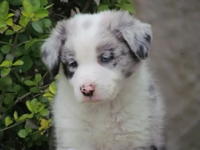 Border collie pronta entrega 