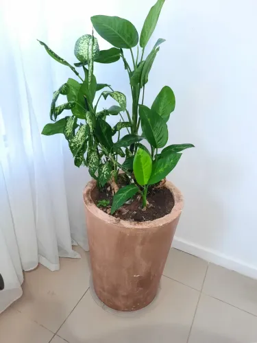 Vaso de planta grande comigo ninguém pode Dieffenbachia, Vaso Decorativo