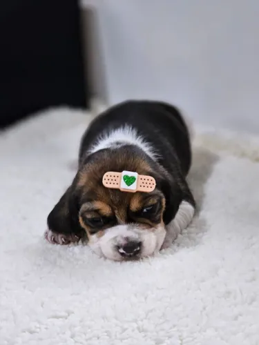 Beagle 13 Polegadas | Reserve seu Cãopanheiro