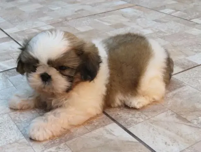 Filhote de ShihTzu Macho