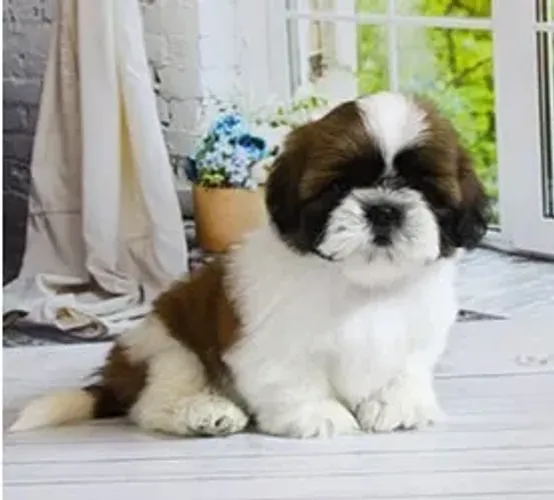 Shih-Tzu Macho Red: Um Pequeno Companheiro Para Você!