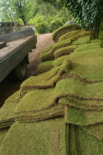 Grama esmeralda de qualidade para seu jardim.