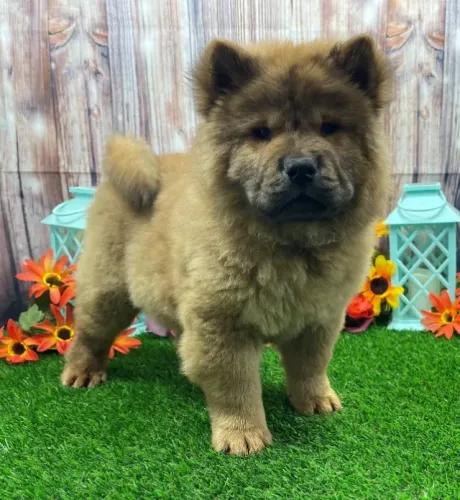 Chow-chow Vermelho/Creme/Dourado/Preto/Branco - todos no excelente padrão da raça
