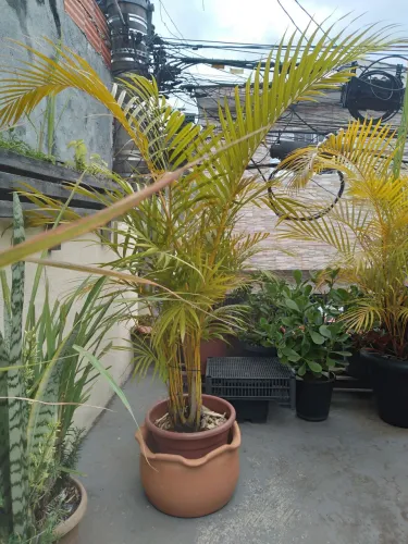Palmeira Areca Elegante para seu Jardim