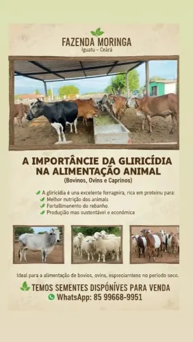 Sementes de Gliricíidia