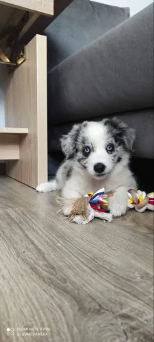 Filhote Border Collie merle