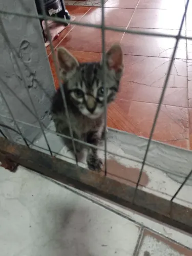 Adoção responsável 