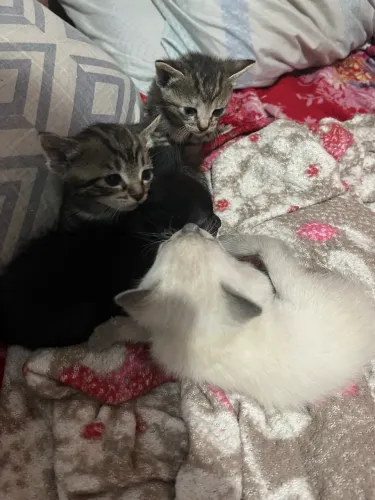 Gatinhos para adoção