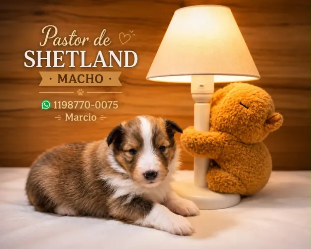Lindos filhotes de pastor de Shetland