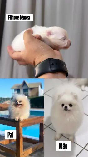 Spitz alemã anã fêmea 