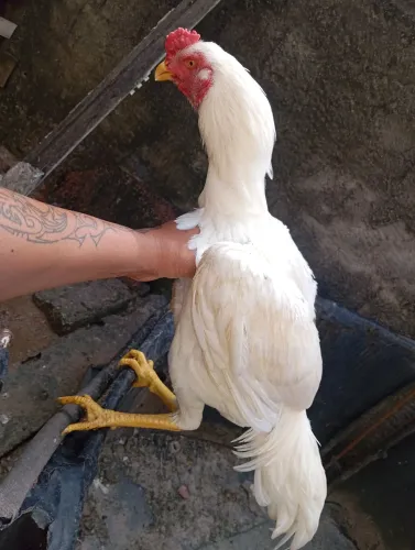 Galos e galinhas de raça