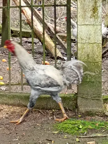 Galo índio gigante