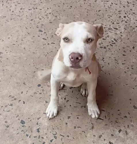 Cachorros