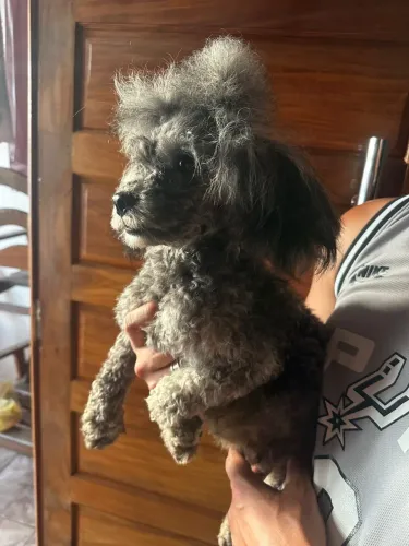 Vende-se filhote fêmea toy 1 porte pequeno só resta 1 . Menor valor 500