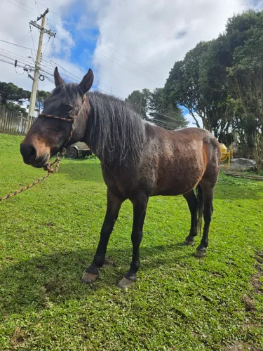 Belo horse