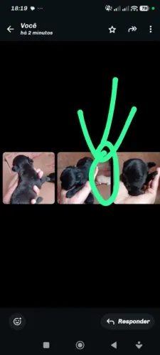 Pra vender filhotes poodle preço 200