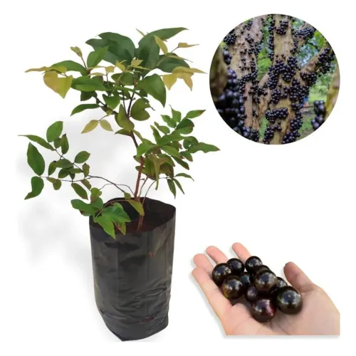 MUDA FRUTÍFERA PRECOCE: JABUTICABA